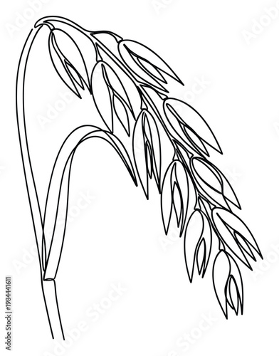 Minimalist continuous line drawing of a healthy oat plant with mature grains, perfect for food packaging, agricultural designs, and wholesome lifestyle branding projects