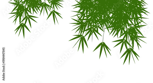Green Bamboo Leaves Border with White Background, Asian Nature Element
