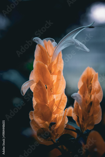Quadro em tela Yellow shrimp plant bracts with white tubular flower macro