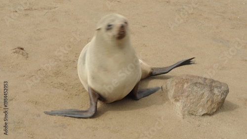 a female cape fur seal, on the beach, approaches the camera at cape cross seal colony in namibia