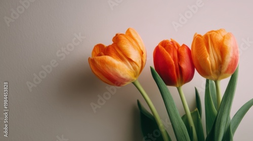 Three vibrant orange-red tulips bloom against a light backdrop, layered petals and green stems under soft lighting.