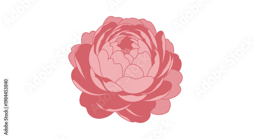 Pink Rose Flower Closeup View.