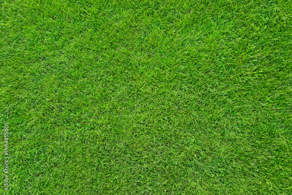 Obraz premium Lush green grass background texture, natural lawn surface top view with vibrant color and copy space