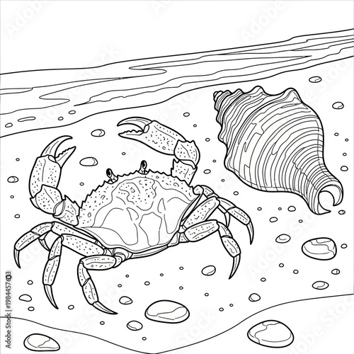Detailed black and white coloring page featuring a small crab standing next to a large spiral seashell that provides a fun creative activity for children and fans of art.