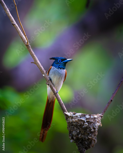 Foto Asian paradise flycatcher perched on a branch near its nest in Ranthambore National Park, India, captured with vibrant colors, soft light, and a smooth green bokeh background