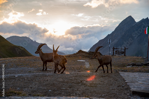 Foto stambecchi a rifugio Claudio Bruno