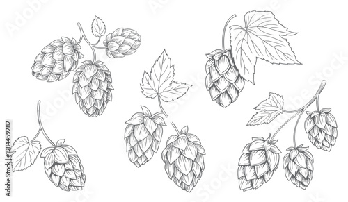 Botanical branches with hop cones and leaves in vintage engraving style isolated.