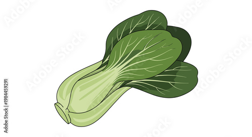 Fresh green bok choy or pak choi vegetable with crisp leaves and stalks isolated on a white background for healthy food concepts.