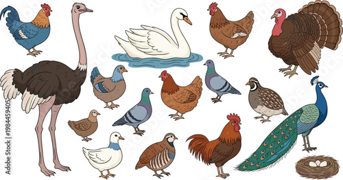 Bird species vector set with ostrich swan chicken pigeon peacock and farm wildlife illustration isolated on white