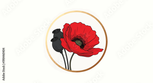 Red poppy flower illustration in gold circle frame, blooming poppy with black seed pods, elegant floral vector emblem for remembrance day