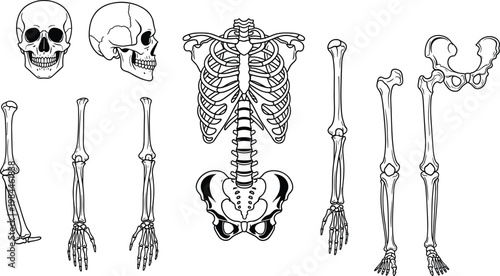 Human skeleton anatomy illustration, skull bones, rib cage diagram, arm bones, leg bones, medical reference, educational chart, orthopedic study