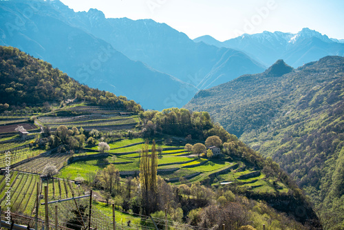 Foto Terraced Vineyards In Alpine Valley: Scenic Landscape Near Lake Garda In Northern Italy