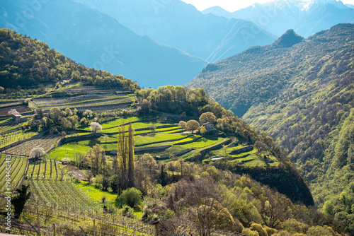 Fotografie Terraced Vineyards In Alpine Valley: Scenic Landscape Near Lake Garda In Northern Italy