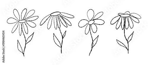 Plants in sketch style illustration, herbs Set for cards design. Line art flowers and Buds Drawing Outline stems