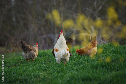 Slika na platnu Rooster crowing on green grass with free-range hens