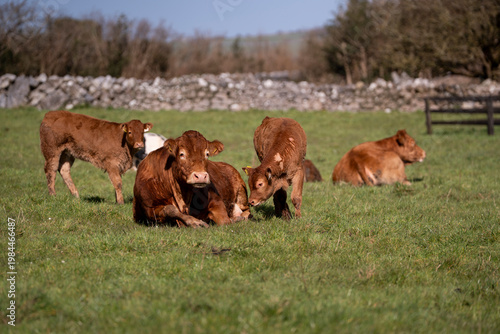 Resting Cows in Irish Countryside Calm Farm Landscape Scene