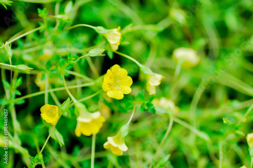 Gold Dust Mecardonia, Mecardonia Gold Dust or Mecardonia procumbens Mill Small or Plantaginaceae or yellow flower