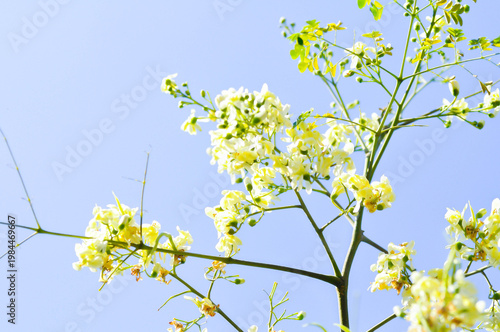Moringa oleifera Lam, Horse radish tree or Drumstick or Moringaceae or white flowers