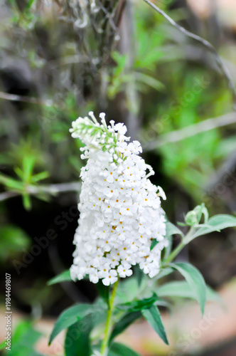 Buddleja, Buddleja davidii or Buddleja davidii White Profusion or Butterfly Bush or White Buddleia or white flower