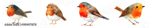 Watercolor robin bird set with red breast songbirds, hand painted woodland wildlife illustration isolated on white