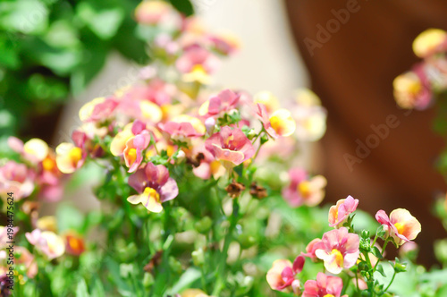 Nemesia or Nemesia strumosa or Scrophulariaceae ,white and red flower