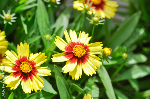 Coreopsis, Coreopsis DAYBREAK or Coreopsis grandiflora VANILLA DAYBREAK or yellow and red flower