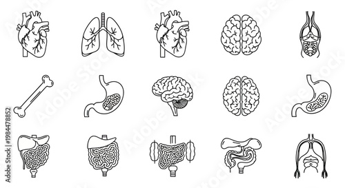 Set of Human Internal Organs Line Icons for Medical and Educational Design - Heart, Brain, Lungs, Stomach, Intestines, and Bone