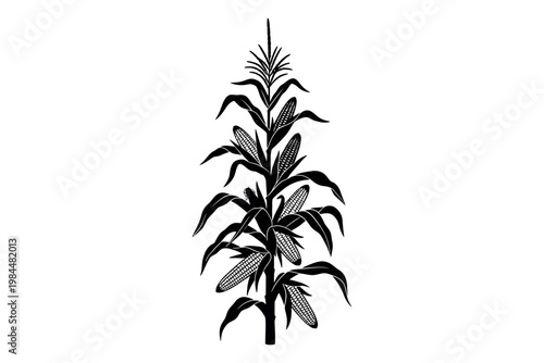 A detailed botanical illustration of a mature corn plant with leaves and ears