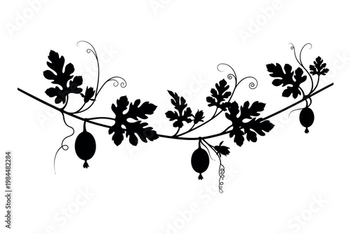Black and white illustration of a flowering plant with oval shaped seed pods and leafy branches on a plain white background