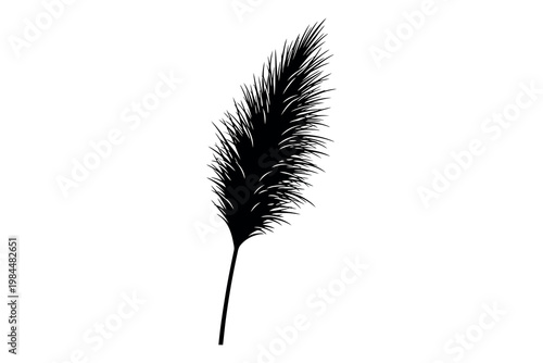 A single black feather against a white background showcasing its delicate and intricate structure