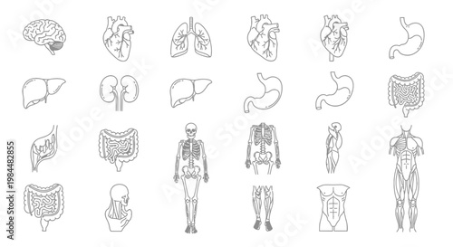 Human Anatomy Line Icon Set Featuring Internal Organs, Skeleton, and Muscular System Illustrations for Medical and Educational Design