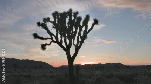 a sunset panning clip of a silhouetted joshua tree at joshua tree national park in california, usa