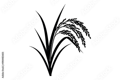 A black and white illustration of a rice plant with long leaves and a grain head
