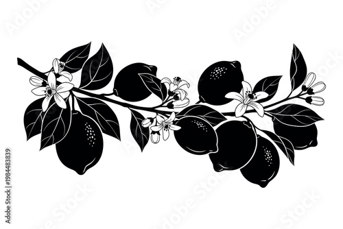 Black and white illustration of a flowering plant branch with leaves and blossoms