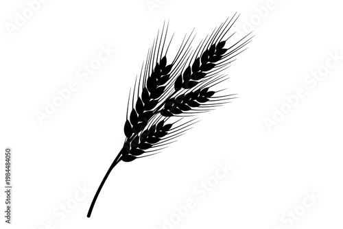 A black and white illustration of a wheat stalk with detailed texture and shading on a plain white background for design and artistic use