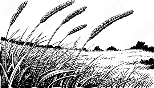 Fotografia Black and white of tall grasses and seed heads swaying in the wind field nature