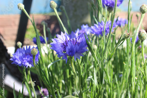 Blue cornflower flowers in the sun (lat. Centaurea cyanus)