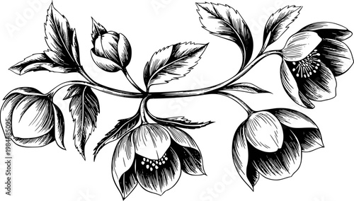 Billede på lærred Vintage black and white hellebore flower branch with detailed petals and leaves