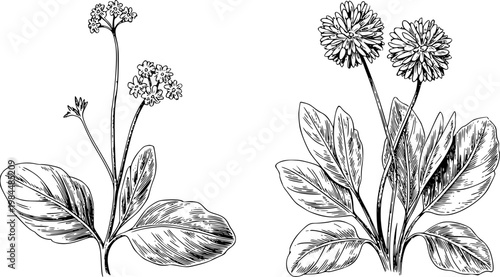 Vintage botanical of distinct floral arrangements with detailed leaf veining plant