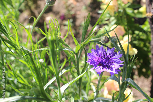Blue cornflower flower in the sun (lat. Centaurea cyanus)
