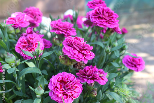 Pink flowers of garden carnation
