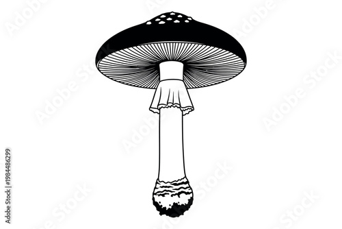 A detailed illustration of a mushroom with a wide cap and long stem showcasing its intricate gills and textured surface in black and white