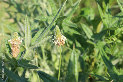 Close-up of a plantain flower (Plantago lanceolata)