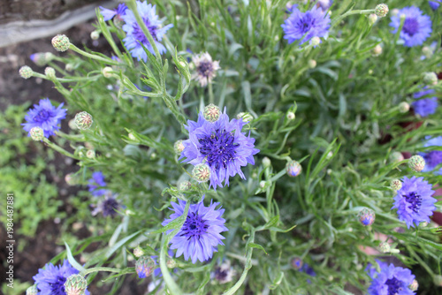 Blooming blue cornflower (lat. Centaurea cyanus)
