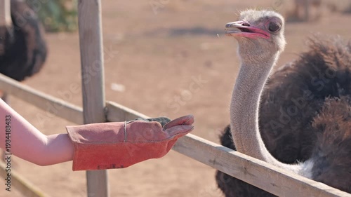 Feeding ostriches in a farm setting during the afternoon