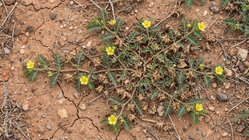 Gokhru thorn plant spreading on dry soil with yellow flowers macro detail