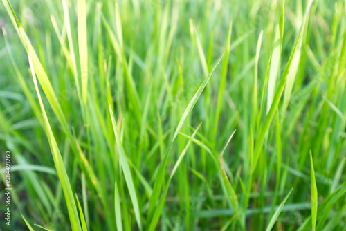 Green grass close up background, fresh lawn texture, natural meadow detail, spring greenery, minimal nature pattern, eco concept, copy space