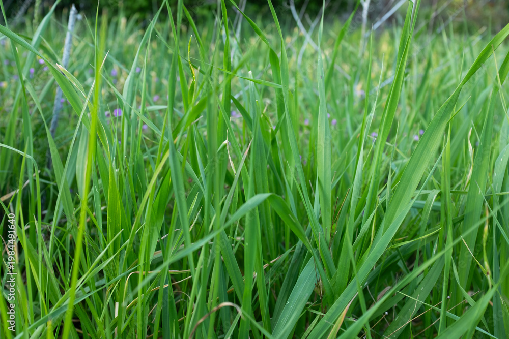 Obraz premium Green grass close up background, fresh lawn texture, natural meadow detail, spring greenery, minimal nature pattern, eco concept, copy space