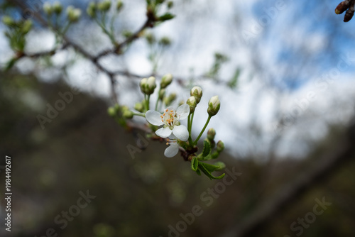 White blossom on tree branch close up, spring flowers with buds against blue sky, fruit tree bloom, natural floral background, botanical detail, copy space