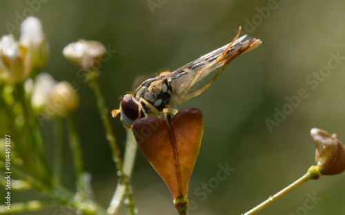 Sphaerophoria scripta hoverfly resting on a Shepherd's purse seed pod, macro